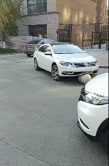 青菜|趣味GIF：养了一只佛系的猫，特别喜欢吃青菜?