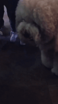 妹子|搞笑GIF动图：十元一次，套中妹子就带走，为什么一直套不住呢？