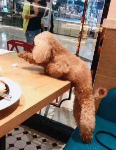 妹子|搞笑GIF趣图：姑娘你喝了多少酒才能醉成这样？这下丢人丢大了！