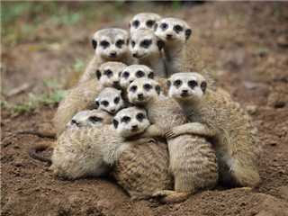 女孩|爆笑段子:和老婆吵架,她一气之下就跑出去了!