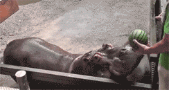 西瓜|搞笑GIF：送外卖的到哪都饿不到