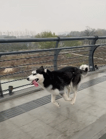 大舌头|搞笑GIF：风雪中，飞舞的大舌头，那不经意间的回眸一笑，有没有惊艳到你