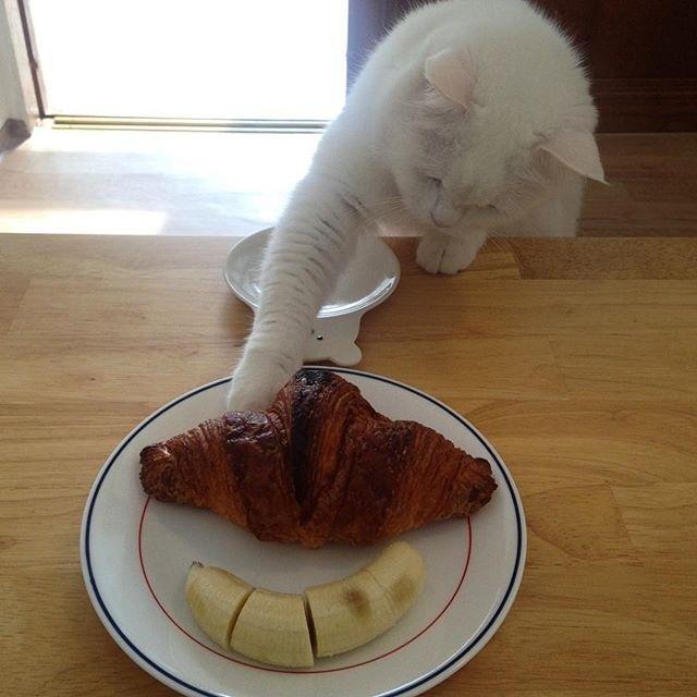 是在|一只喜欢凡是都先吃一口的喵 猫:我不是先吃,我是在帮你验毒