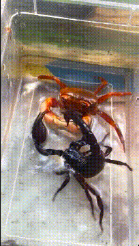 栗子|搞笑GIF趣图:媳妇让我回家吃大闸蟹,揭开锅我真替螃蟹难过!