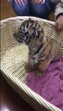 老丈人|搞笑GIF:你的内衣还有人偷,偷去当眼罩啊!