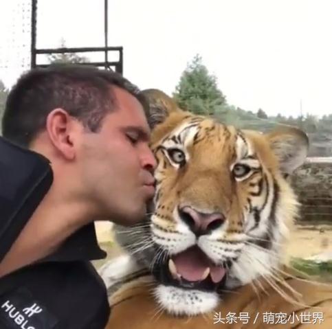 自拍|跟大猫玩自拍,它一脸憨呆已够爆笑,没想到再往下一看真的笑喷