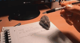 做头|搞笑GIF:小姐姐今天去做头发了吗?