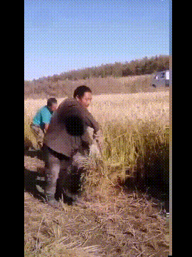 拉成|搞笑GIF:这头卡的进不来出不去,好无奈啊