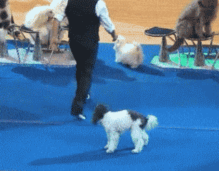 小明|搞笑GIF动图:主人,你的手机防水功能挺好的啊