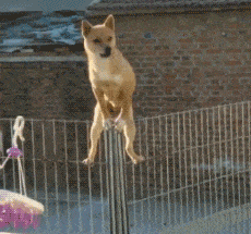 就是|搞笑gif: 这就是来自王者的蔑视