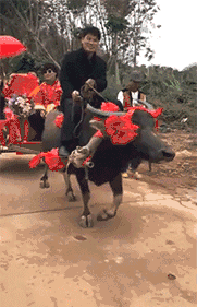 搞笑|搞笑GIF动图:美女走的好好的,就被一头猪看上了,男朋友还被踢走了?