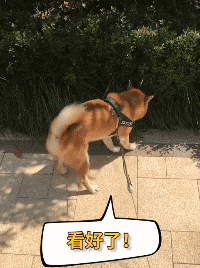 下雪天|搞笑GIF：聪明的宝宝，这样真的可以搬动了吗