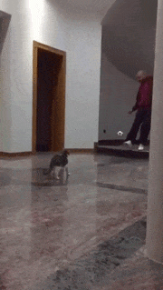 光环|搞笑gif：这就是主角自带的光环！！