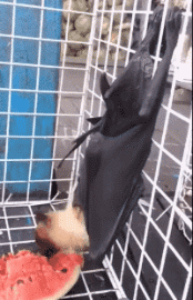 姑娘|搞笑GIF动图：姑娘，你这脚的味道真让人受不了