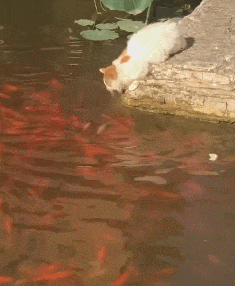 妹子|搞笑GIF趣图：兄台，你吃的这碗面，叫做黯然销魂面吧