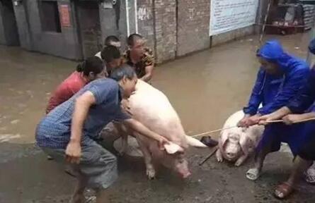 师兄|那只从台风中救出来的猪，被恶搞成表情包了