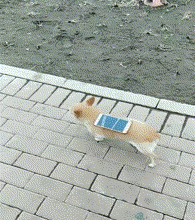 妹子|搞笑GIF趣图：台风确实好大哦，吹得摄影师拿不住机器