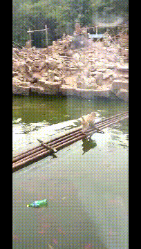 孙悟空|搞笑GIF:想当年我的祖师爷孙悟空就是用这木筏,划出了东海