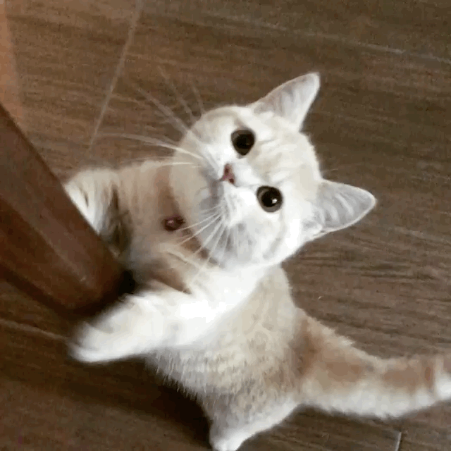 希特勒|各种萌宠物搞怪图片，让你开心一天