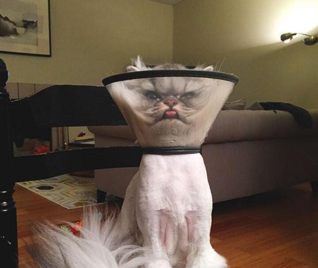 搞笑|搞笑图:小伙子,你是怎么得罪你女朋友了呢