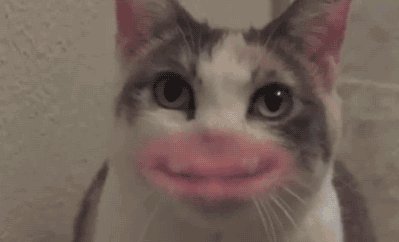 希特勒|各种萌宠物搞怪图片，让你开心一天