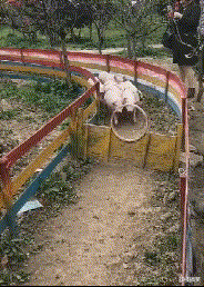 妹子|搞笑GIF：不容易啊，今天终于睡上了羽绒垫！