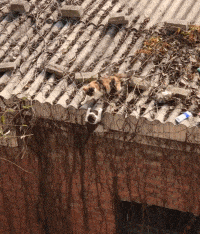 狮子王|搞笑GIF: 小年纪就不学好,敢去偷老爸的烟吸,胆子太大了