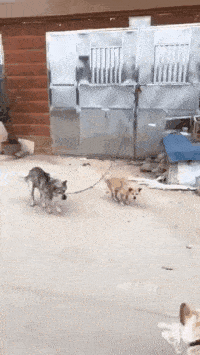 伴娘|搞笑GIF动图：哥们娶了个伴娘，天天听话的很