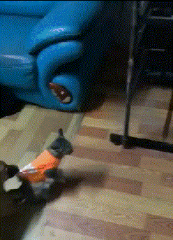 稀罕|搞笑GIF:狗子:媳妇都天黑了,快回家让我稀罕稀罕你