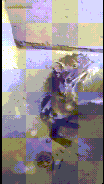 男友|搞笑gif趣图:自从这货偷看了我一次洗澡,然后就这样子了