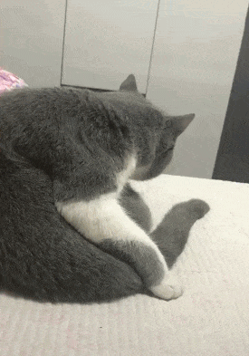 耗子|搞笑gif:现在的猫到底还能不能抓耗子了