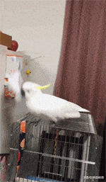 走运|搞笑GIF:大哥今天遇到外卖小哥算你走运了!