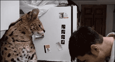 不错|搞笑GIF：妹子，什么事情把你笑成这样啊，能不能注意点形象啊。