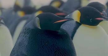 人类首次拍到罕见全黑皇帝企鹅基因突变恐难活到成年