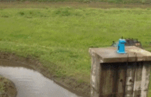 智商|爆笑GIF: 媳妇这智商没得救了。