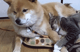 女朋友|自己的女朋友跪着宠完!