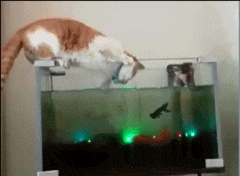 裤兜|搞笑GIF：摄影师太不好干了！还很危险！都不想干了！