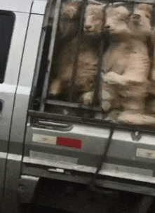 情敌|搞笑GIF:M话题