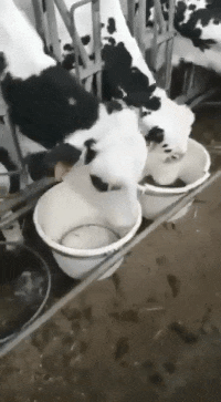 惯犯|搞笑段子：现实很骨感 我是从小以来一直尝试做萌妹子的好女汉子