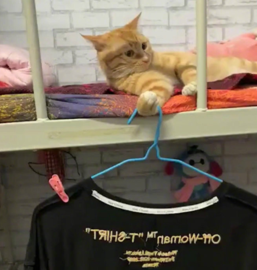 侄子|幽默笑话：娶了个双胞胎的媳妇，发愁分不清楚，直到有一天…