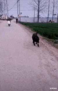 孩子|搞笑GIF:你不是要跑啊!继续啊!累死你!