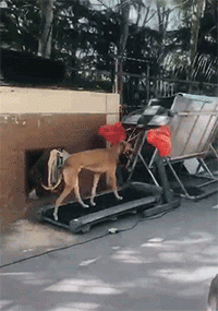 东西|爆笑GIF：这种求真的心态值得学习