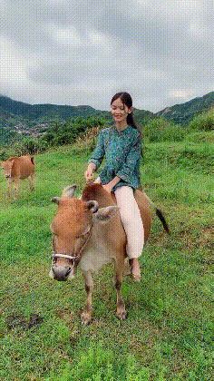 妹子|搞笑GIF:?妹子就这样坐在牛脊背上,难道不硌得慌
