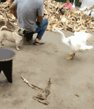 香菜|【绝对搞笑】：你吃不吃香菜，关我什么事？