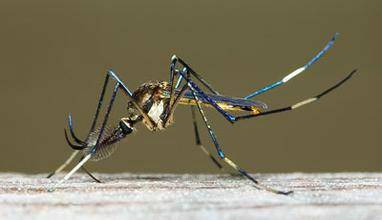 地球上最大的蚊子长竟然和小孩一样大3