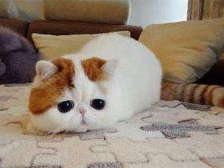 鱼刺|我现在终于明白喵星人为什么吃鱼刺不会卡住了，原来是天天锻炼啊