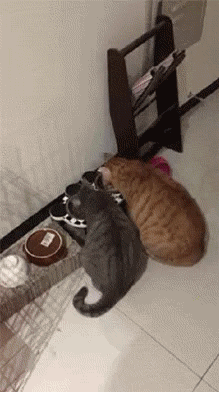 墨镜|搞笑动态图GIF：阿哦，墨镜怎么掉了。