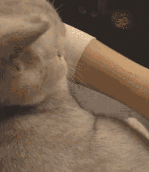 妹子|搞笑GIF趣图：兄台，你吃的这碗面，叫做黯然销魂面吧