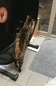 老鼠|搞笑GIF:这东西还蛮有趣的,难怪老鼠这么喜欢玩