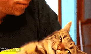 不要|感受下教科书一般的傲娇!